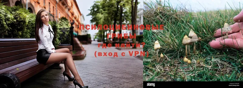 Галлюциногенные грибы Psilocybe  Дно 